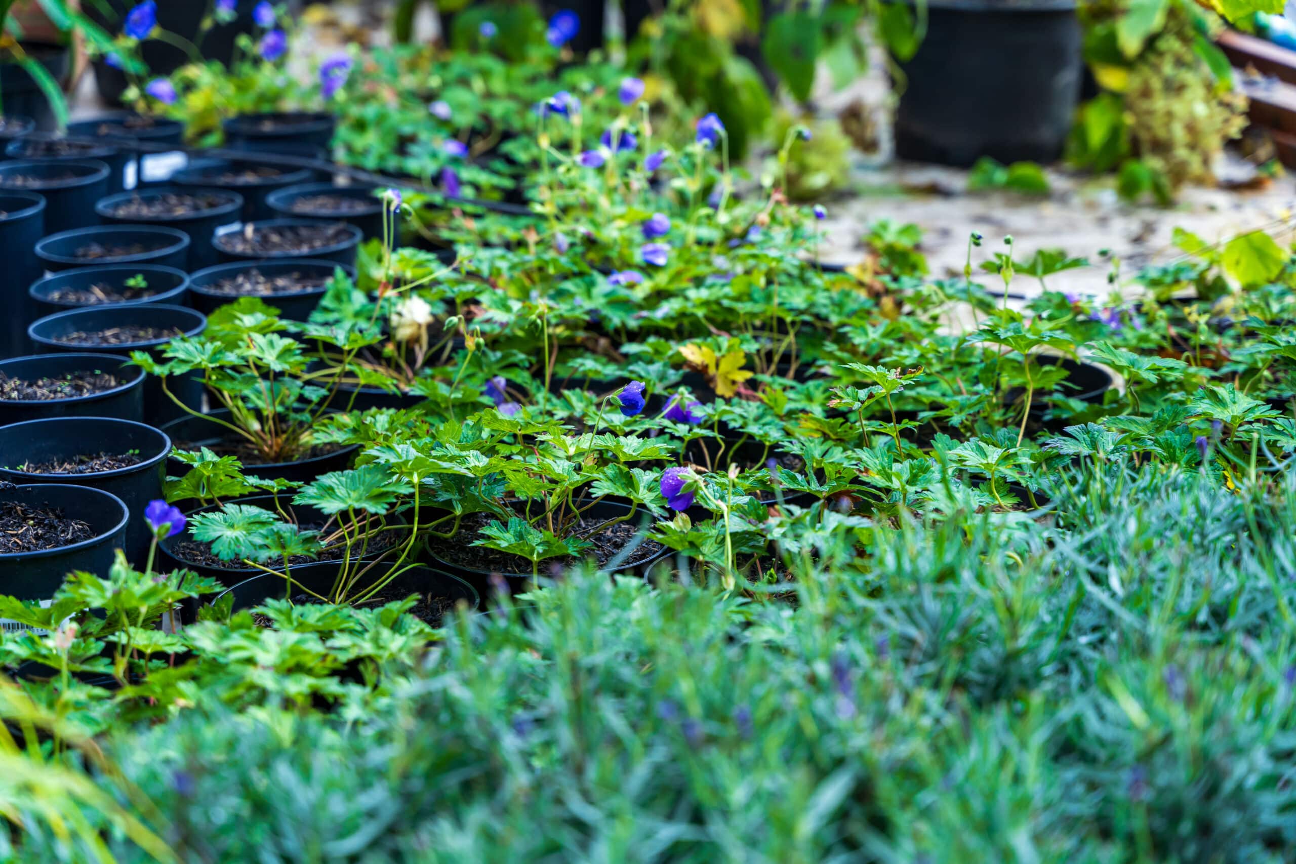 Transform your outdoor space with Gadsden Gardens Ltd. Expert garden design, construction, and maintenance for residential and commercial needs.