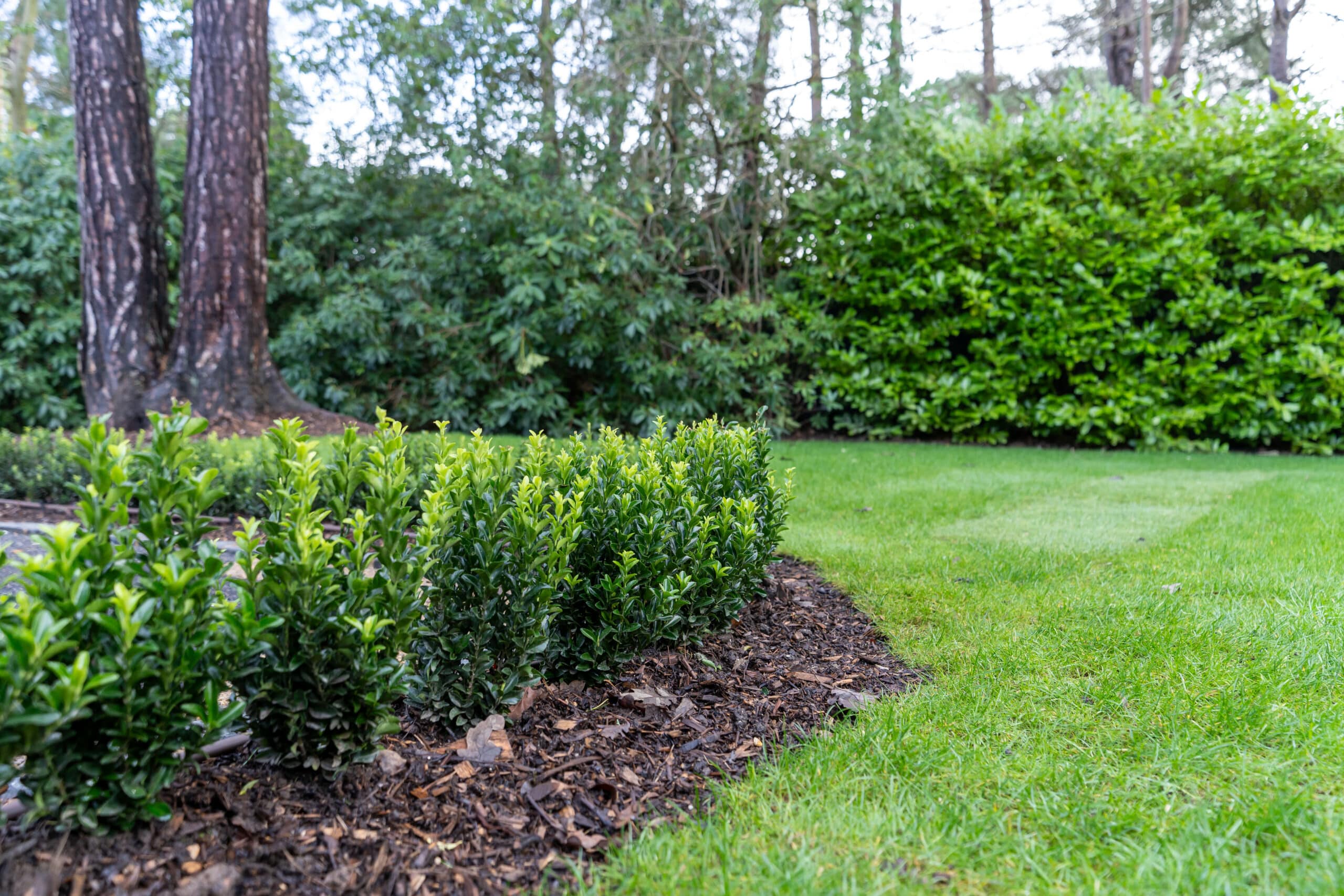 Transform your outdoor space with Gadsden Gardens Ltd. Expert garden design, construction, and maintenance for residential and commercial needs.